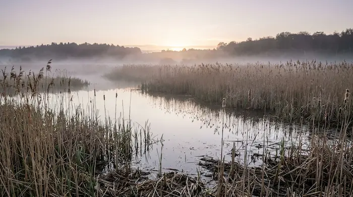 Mokraď za svitania — miesto, kde olovené broky použiť nesmieš