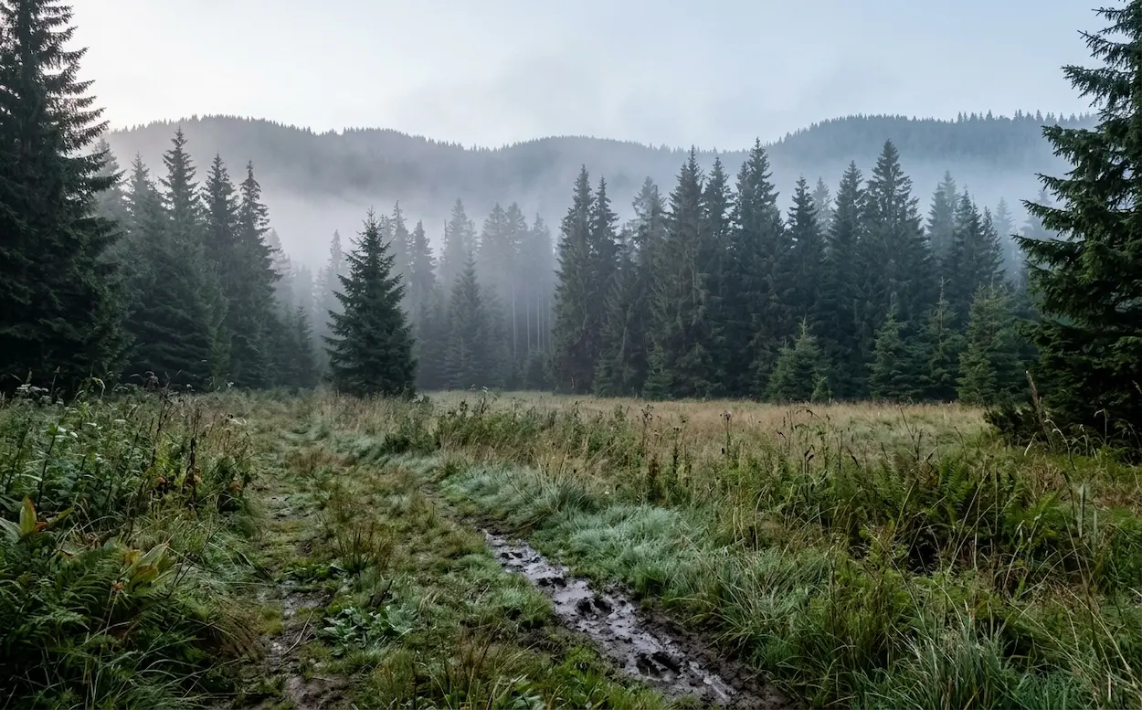Medvede na Slovensku